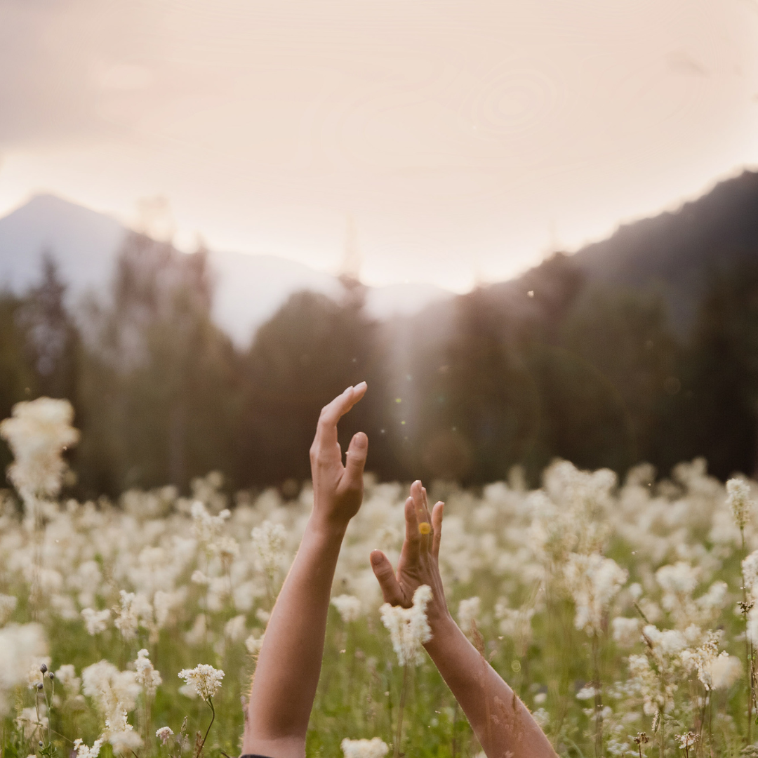 two hands reaching up to the sunlight in a flower field with mountains and trees in the background